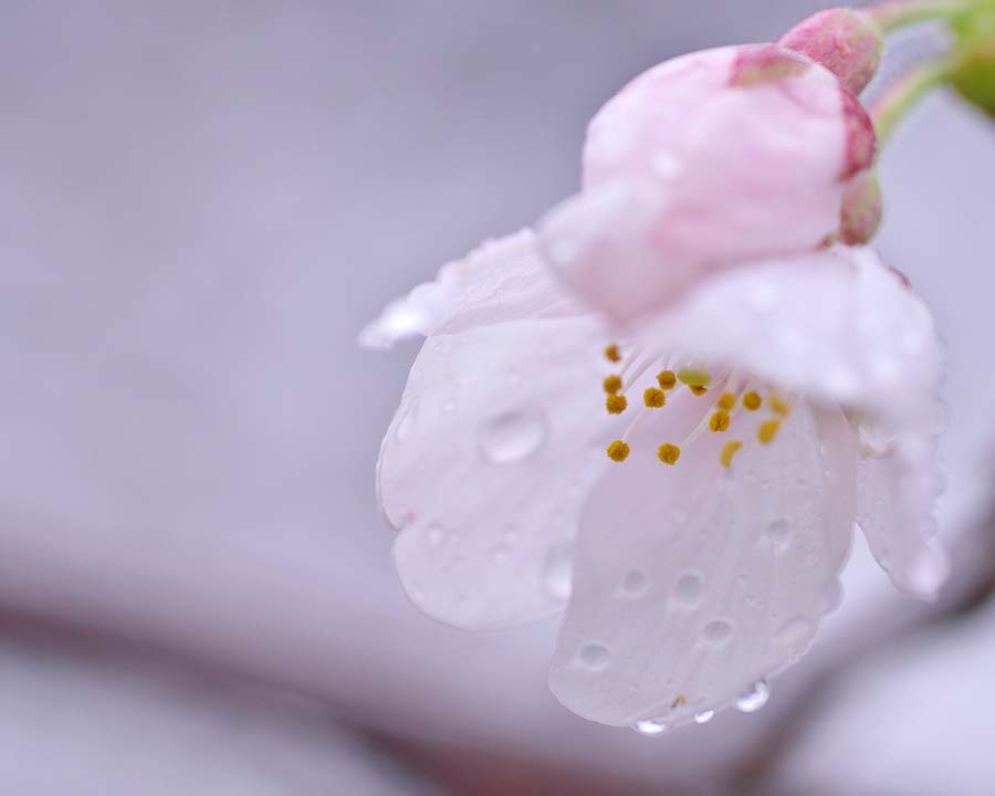 水滴がしたたる桜の花びら