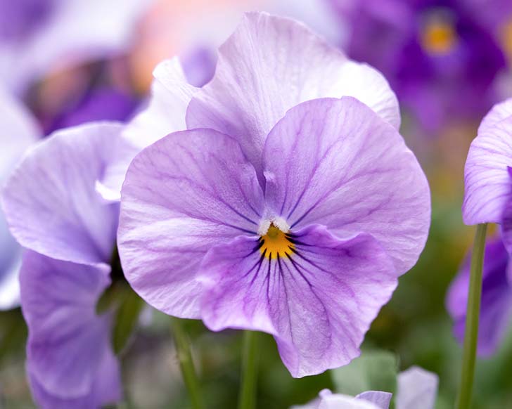 楽しい春を迎えるために木の芽時を快適に過ごす