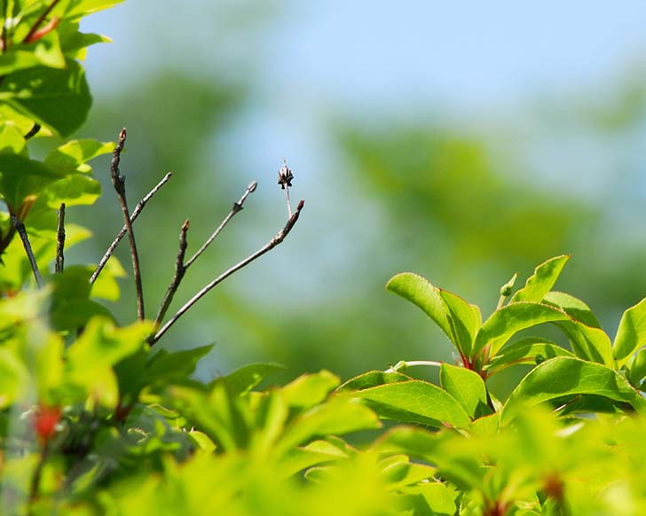 「木の芽どき」は3つの変化にご用心！体と心をいたわるように、ゆったりと過ごしましょう。