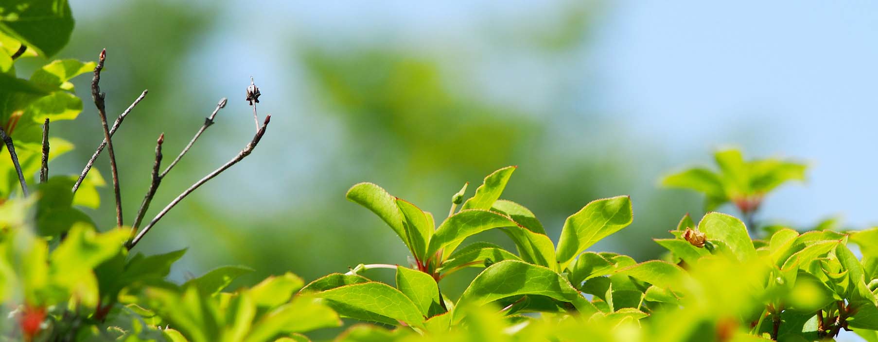 【2024春 季節のおすすめ特集】樹木の新芽