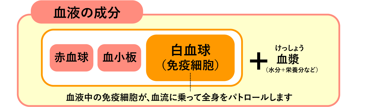 シオノギヘルスケアonline 免疫力を整える 免疫力アップに重要な 血流