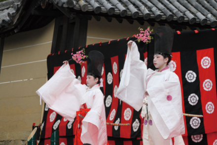 シオノギヘルスケアonline 京に学ぶ はねず踊り 随心院 シオノギヘルスケアonline 京に学ぶ はねず踊り 随心院