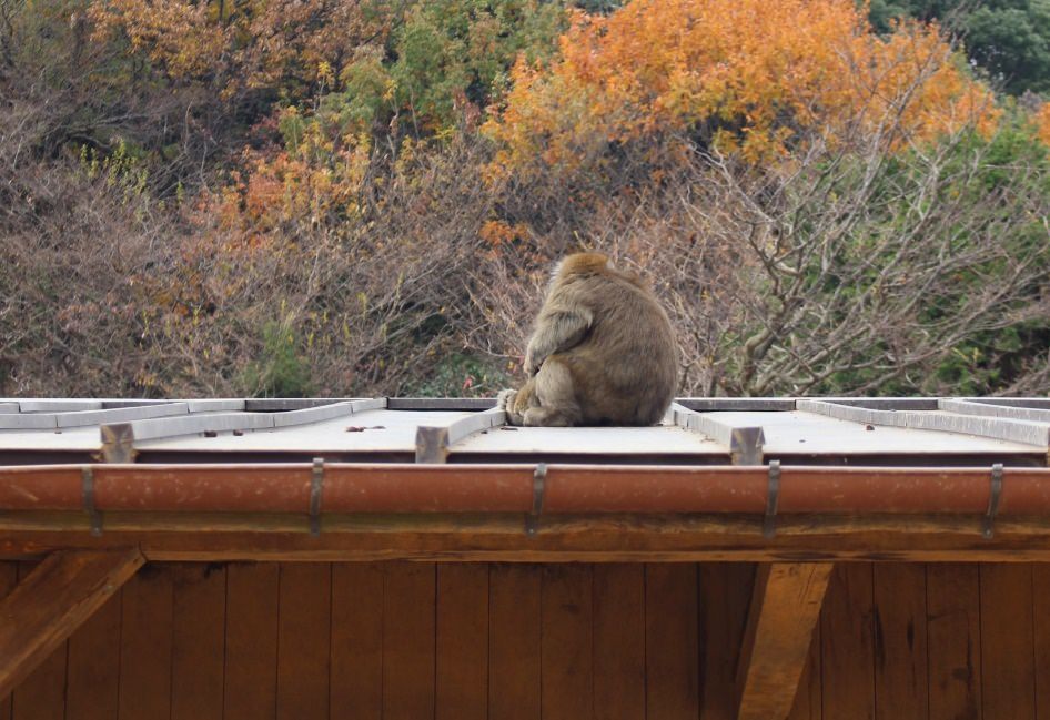 嵐山モンキーパークにて