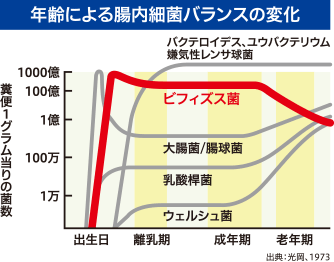 年齢による腸内細菌バランスの変化